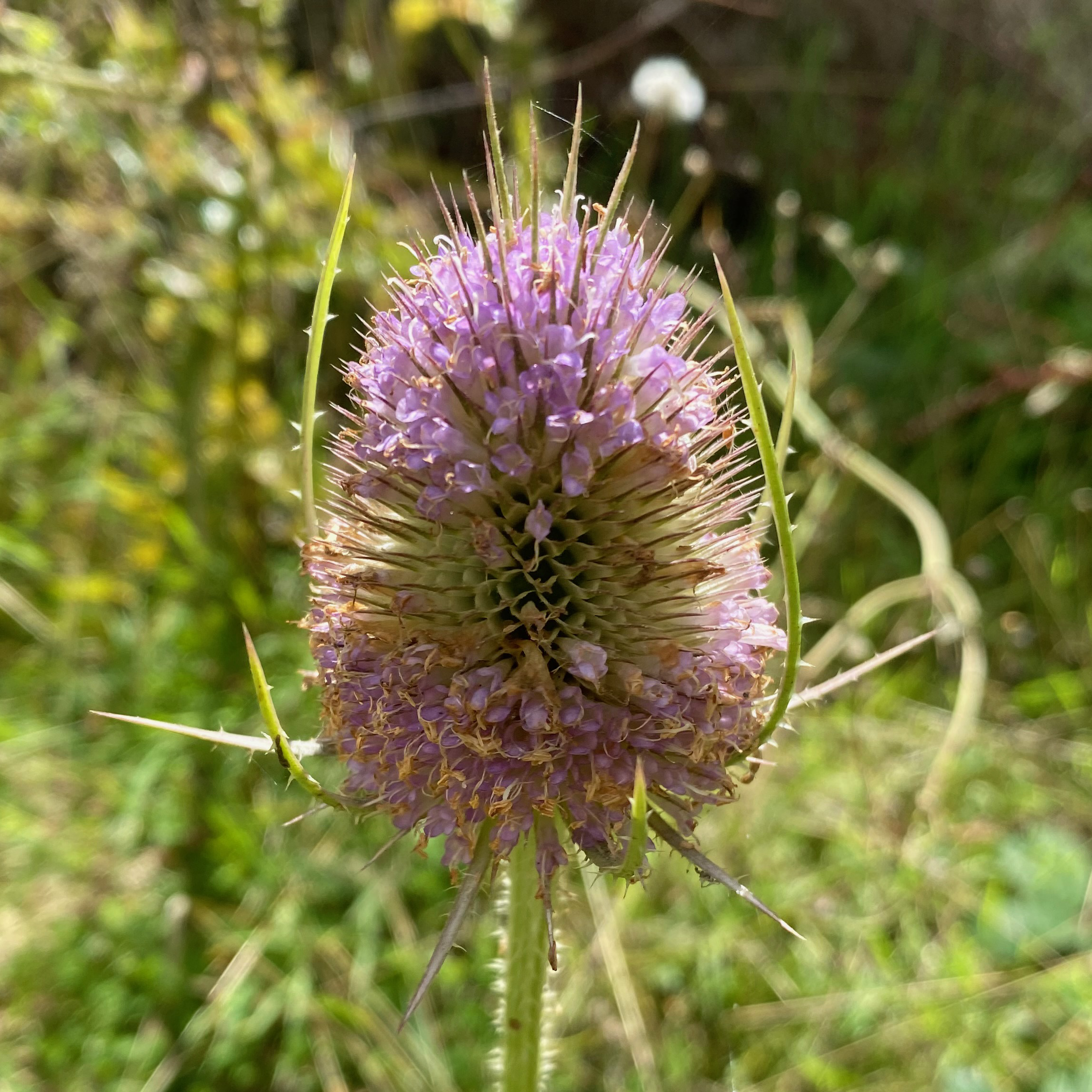 teasel