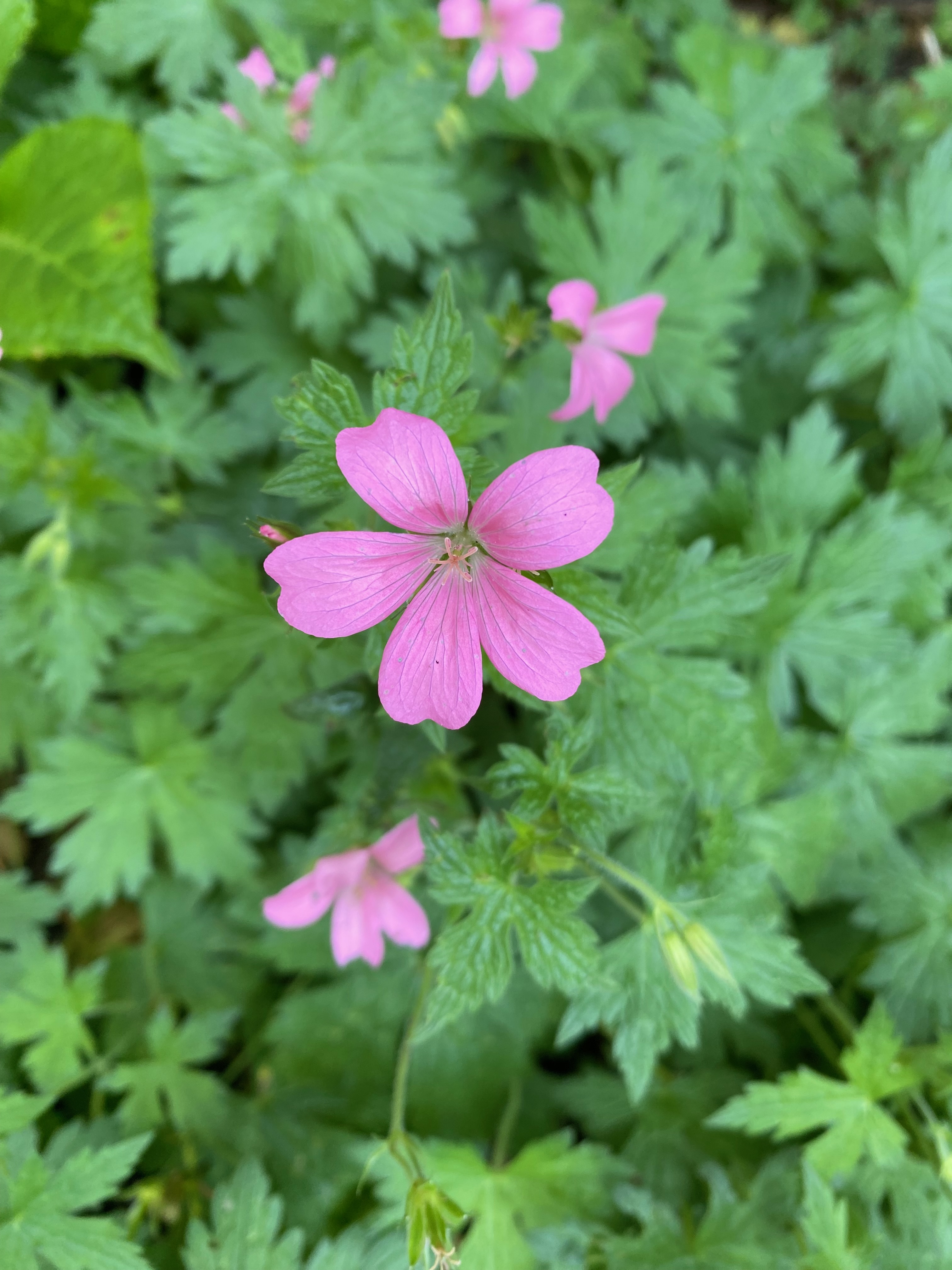 geranium