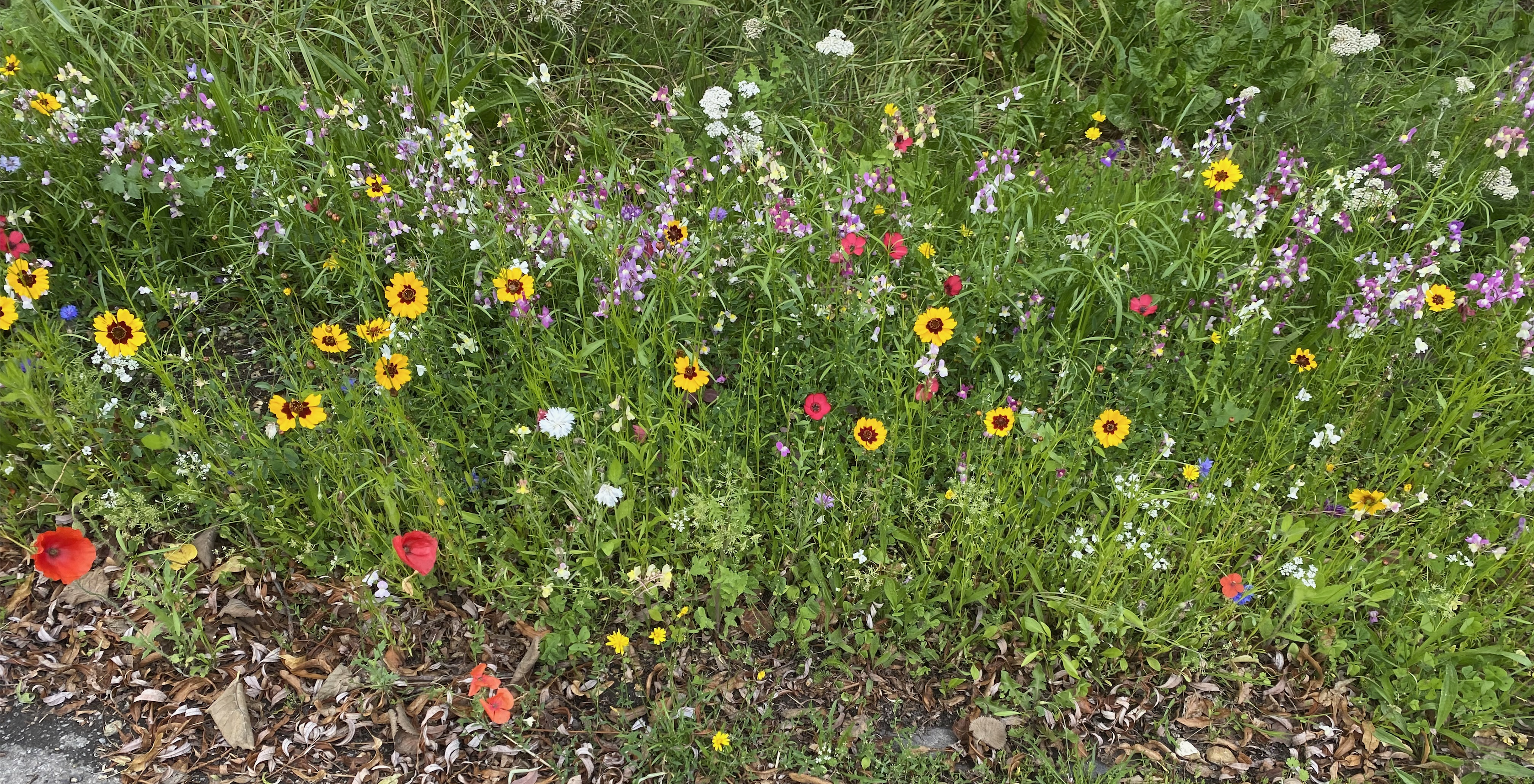 wild flowers