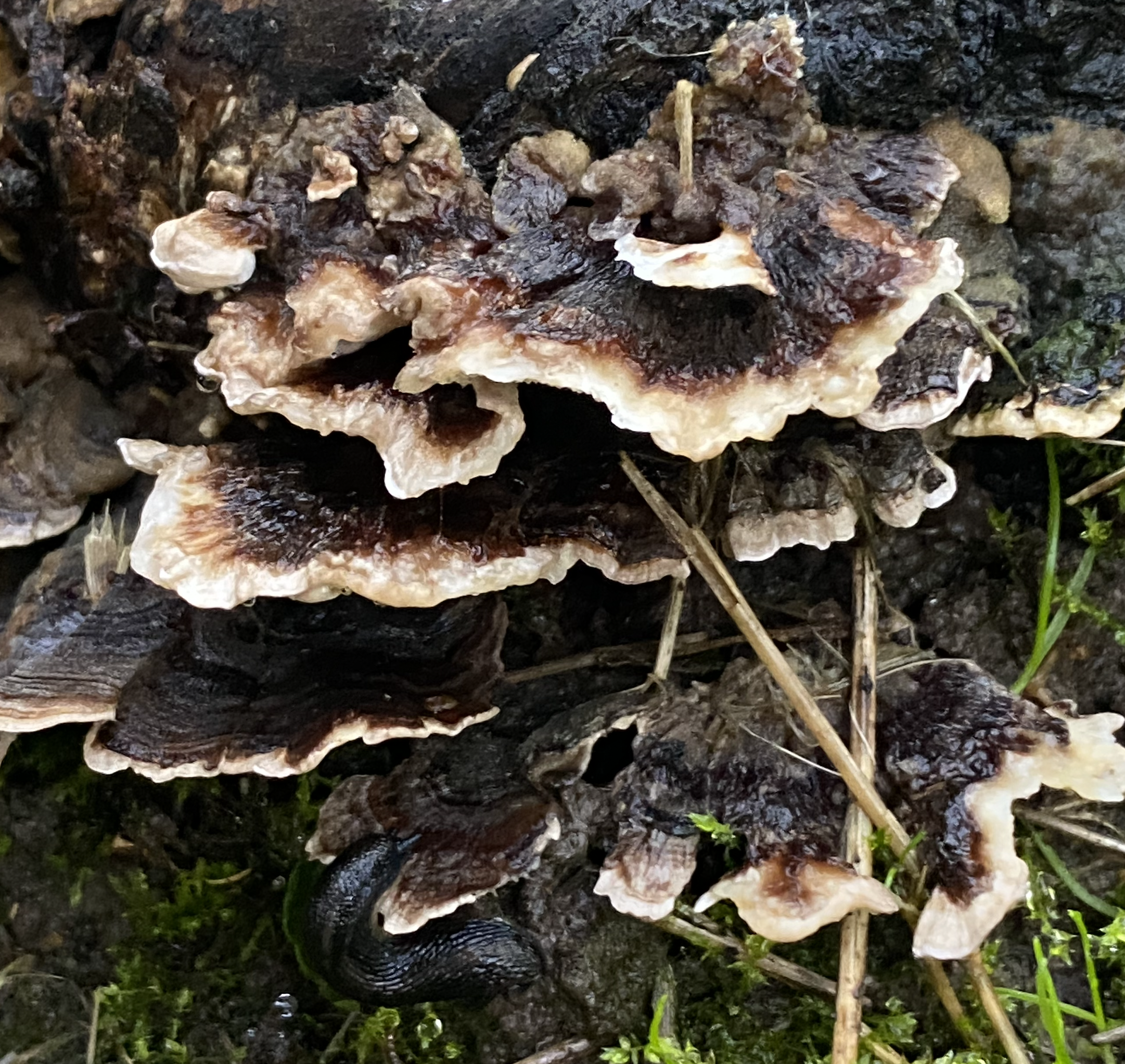 Turkey tail