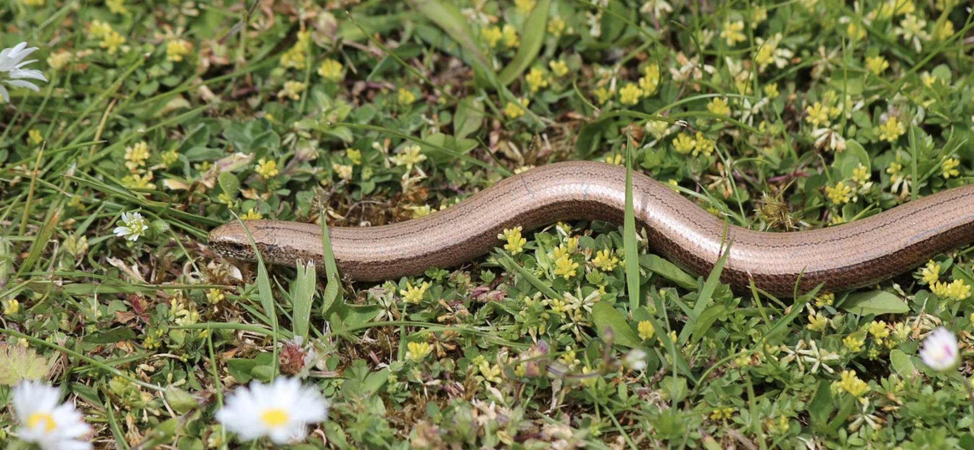 Slow Worm