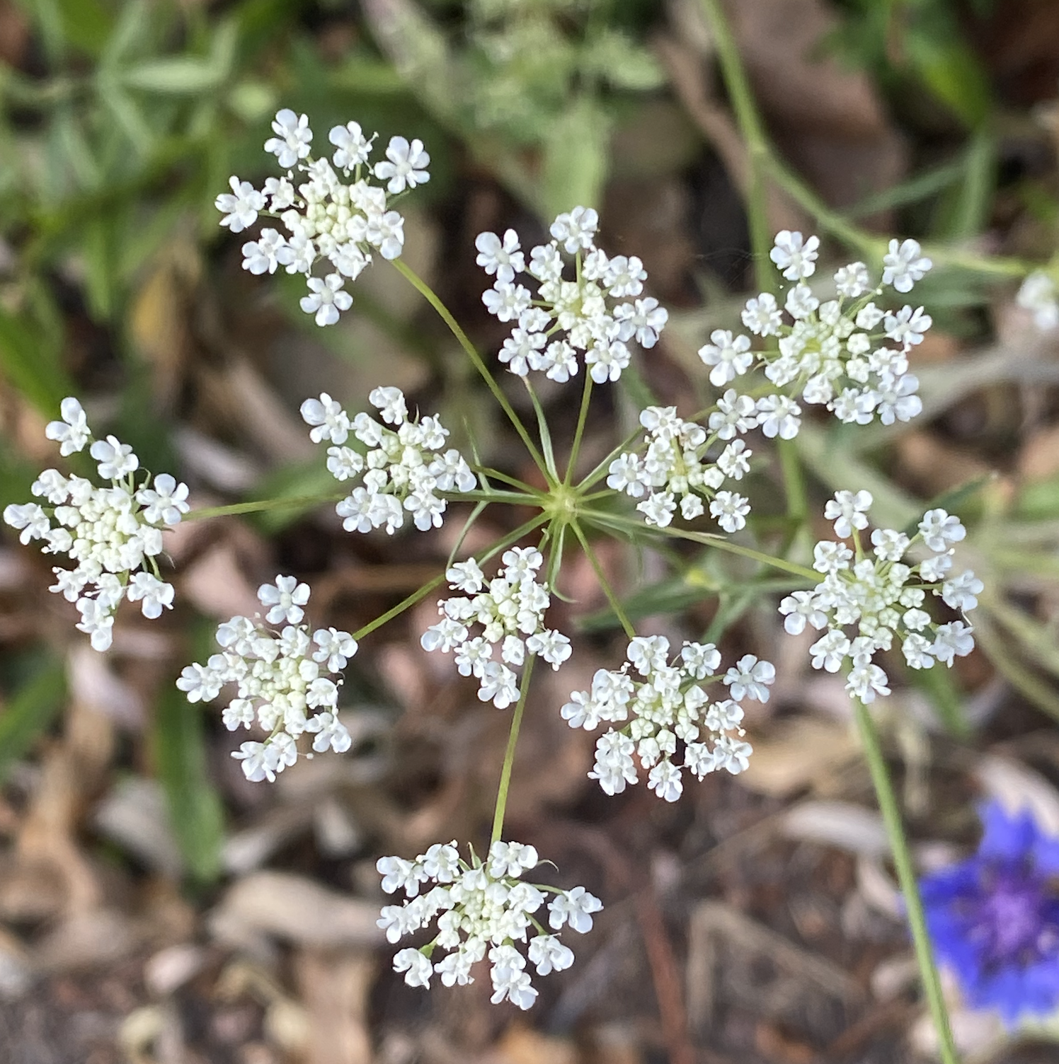 False Queen Anne's Lace - ammi majus