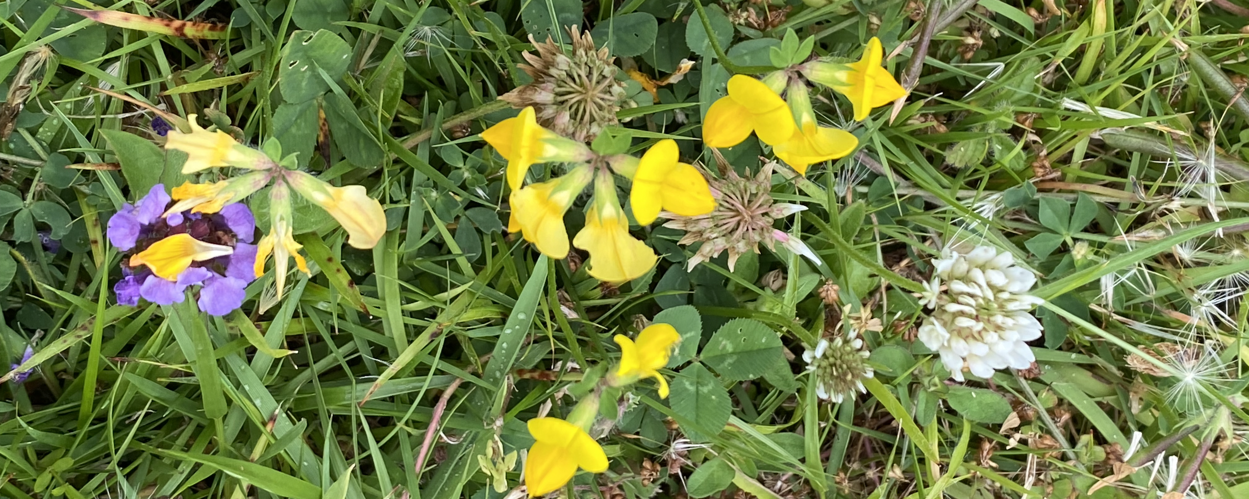 summer meadow - july