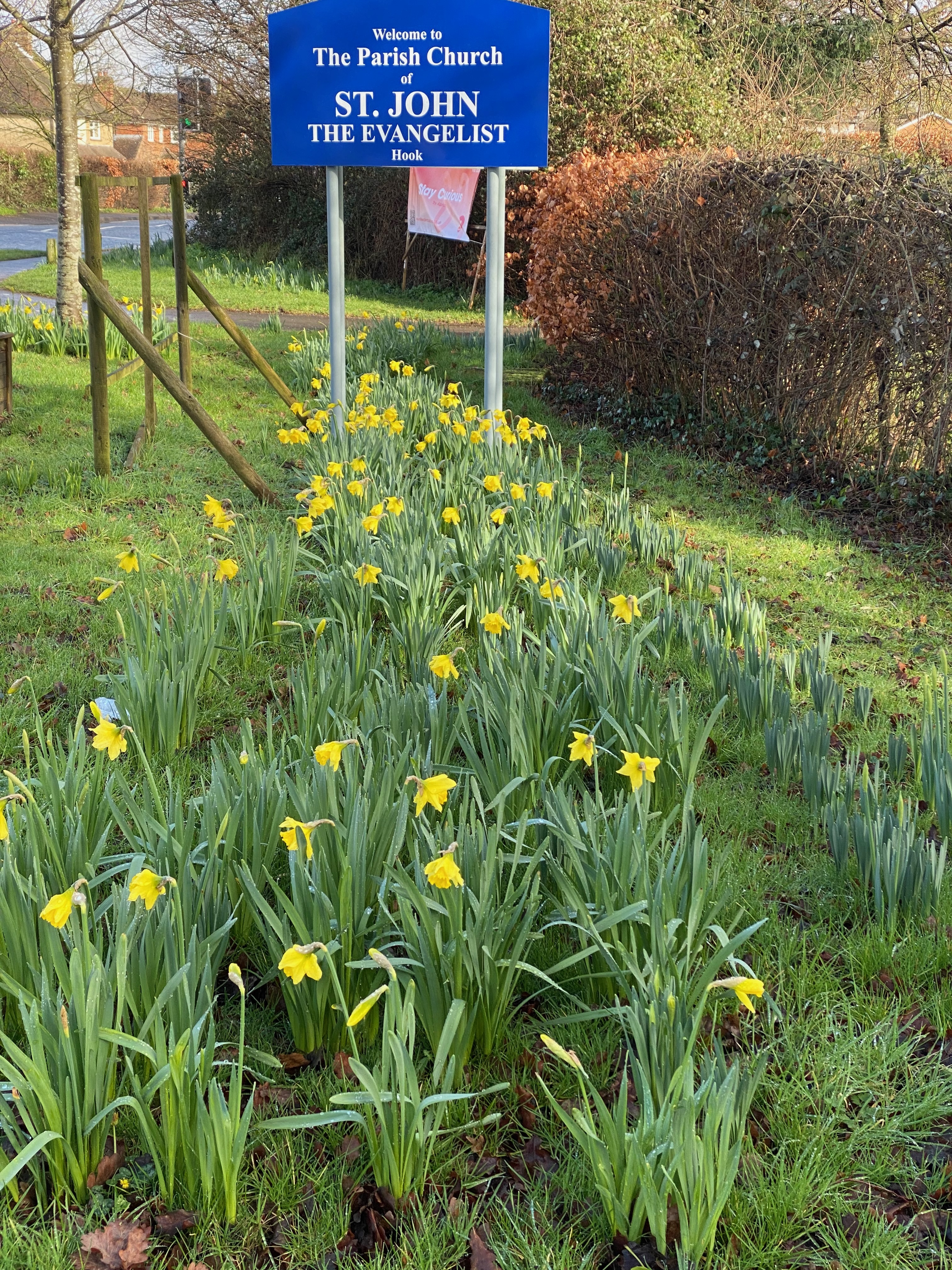 daffodils at the front of church