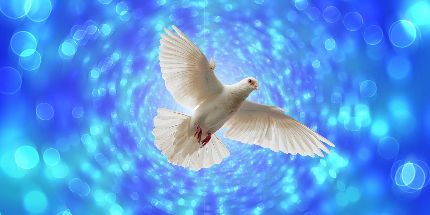 image of a Dove by Image by Gerd Altmann from Pixabay