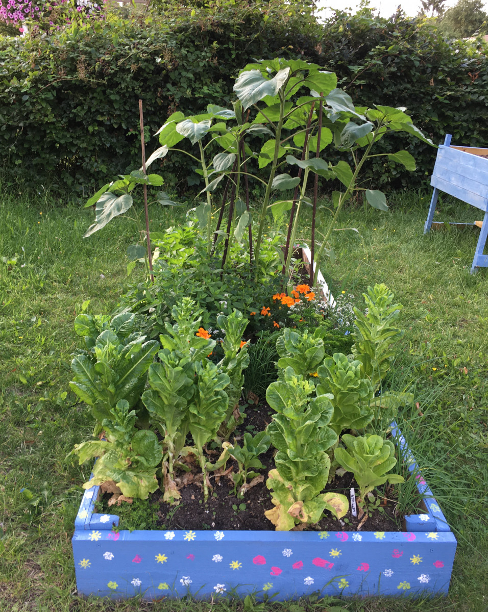 Community Garden - photo from Gill Morley