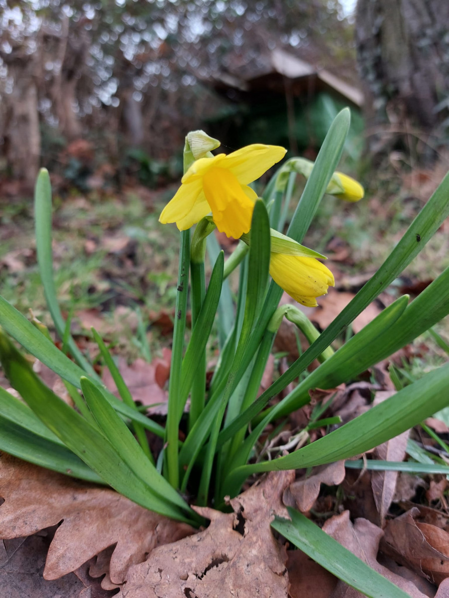 daffodil