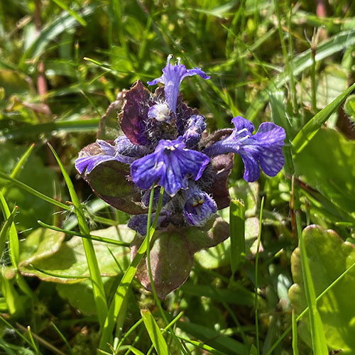 Selfheal